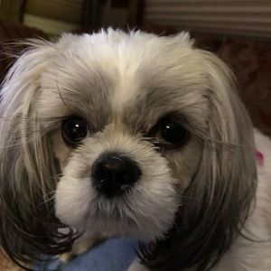 Meet your Posher, Tracy